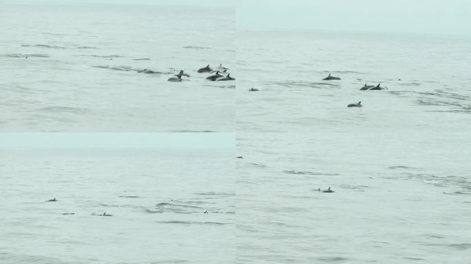 高清: 海豚大自然海洋生态族群