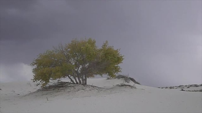 雷暴闪电在沙漠中五颜六色的孤树后面袭来