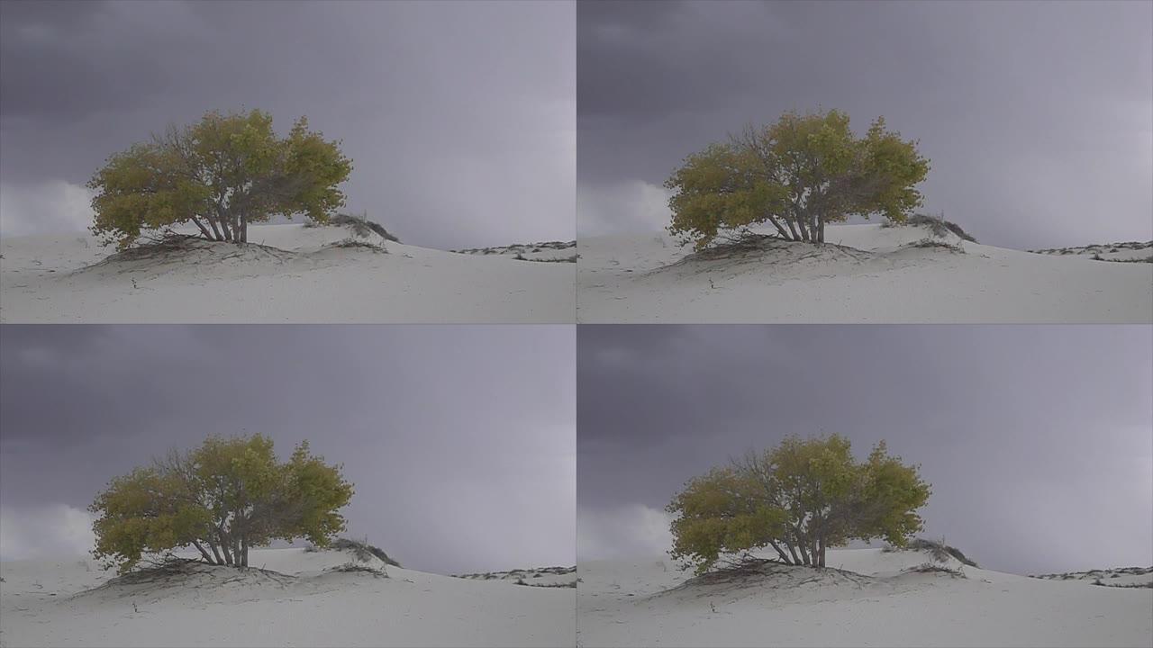 雷暴闪电在沙漠中五颜六色的孤树后面袭来