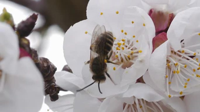 蜜蜂授粉樱花的惊人镜头。