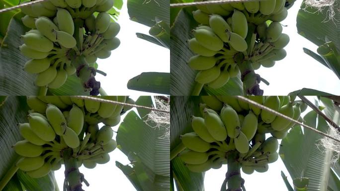 香蕉树上生香蕉的4k镜头
