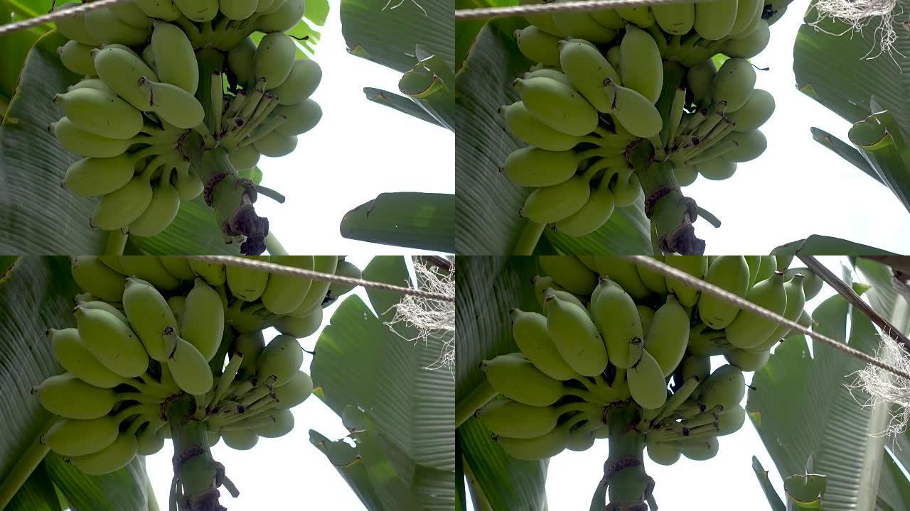 香蕉树上生香蕉的4k镜头