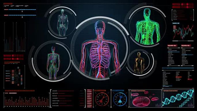 数字显示女性扫描血管，淋巴，循环系统