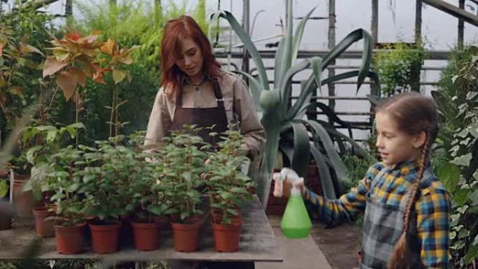 乐于助人的女儿正在用喷雾瓶帮助妈妈在温室里向花盆上洒水。农业，种植植物，家庭和童年概念。