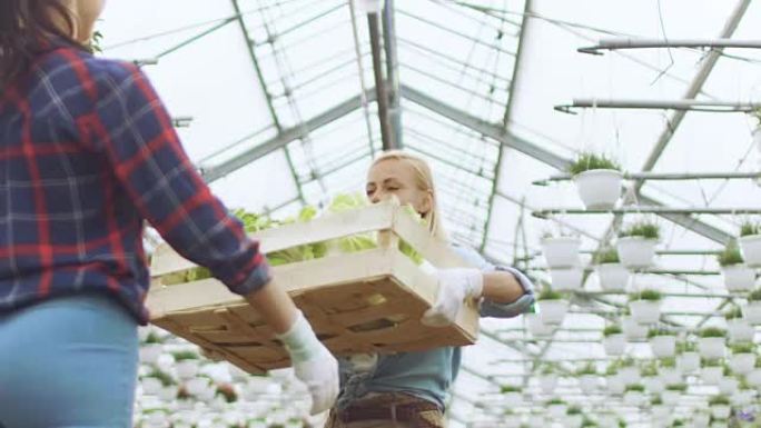 农民作为一个团队互相传递一箱蔬菜。他们在大型工业温室中工作。