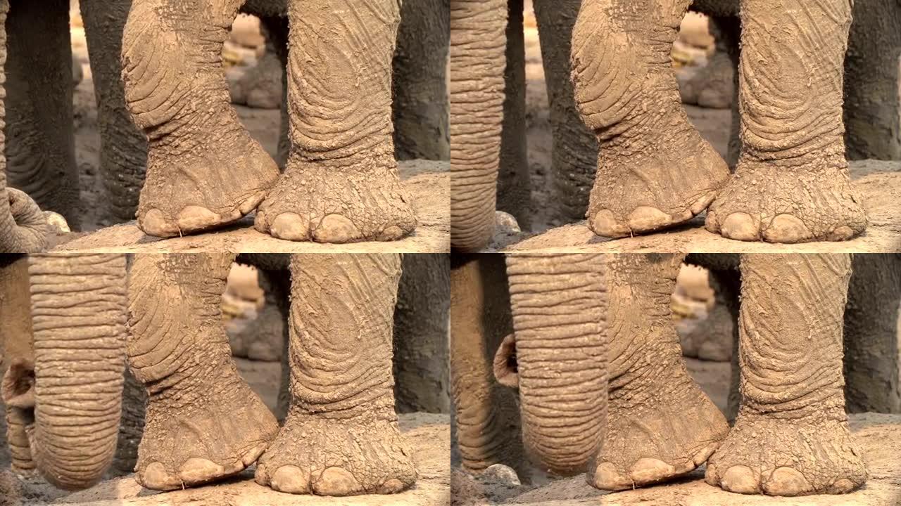 被泥土严重包裹的大象脚的紧身射击
