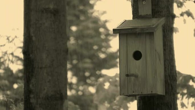 高清：鸟屋孤独林中鸟巢雨中鸟窝