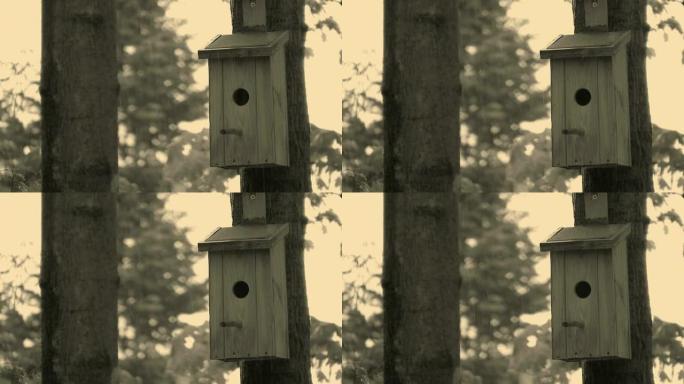 高清：鸟屋孤独林中鸟巢雨中鸟窝