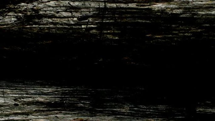 木质背景：深色古木墙-LOOP