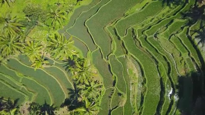 空中: 阳光明媚的巴厘岛华丽的浅绿色水稻梯田和郁郁葱葱的棕榈树