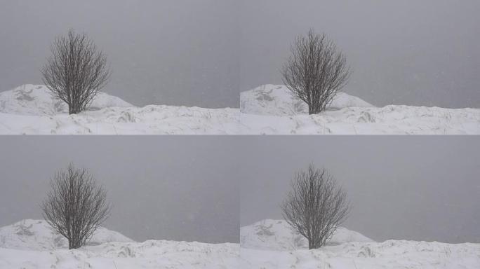 4k画面，美丽的冬季风景与白雪覆盖的树木