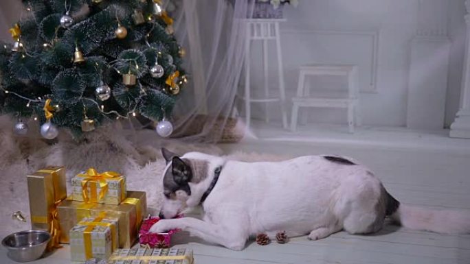 新年庆祝活动期间，狗在圣诞节装饰品附近打开礼物
