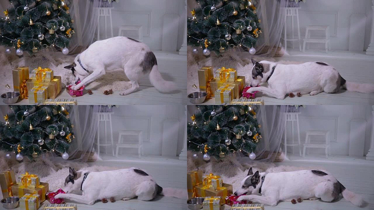 新年庆祝活动期间，狗在圣诞节装饰品附近打开礼物