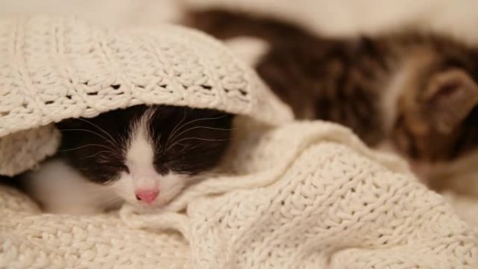 舒适的毛毯下困倦的小猫
