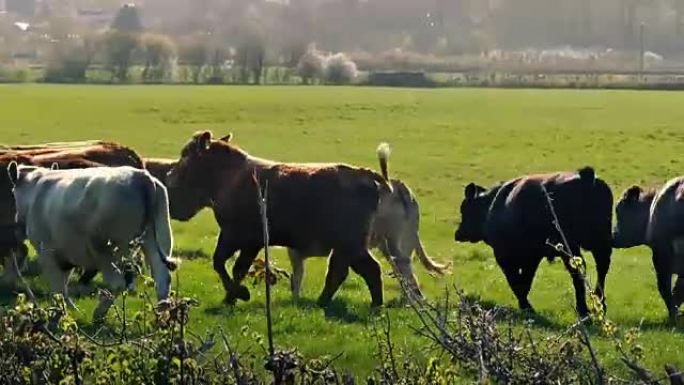在阳光明媚的田野中奔跑的母牛