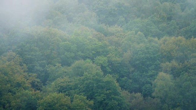 薄雾在森林上空移动