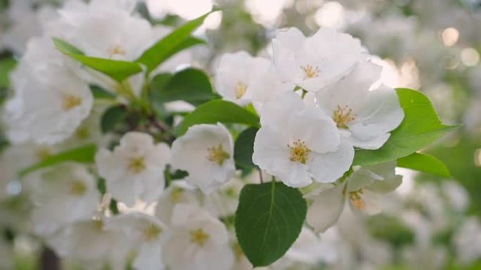 春天的苹果开花。阳光花园中苹果树开花。