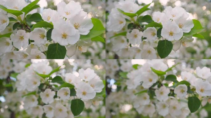 春天的苹果开花。阳光花园中苹果树开花。