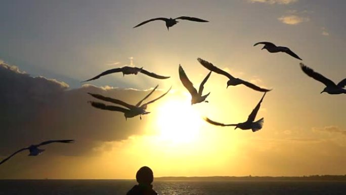 慢动作特写: 一大群美丽的海鸥在令人惊叹的日落时飞行