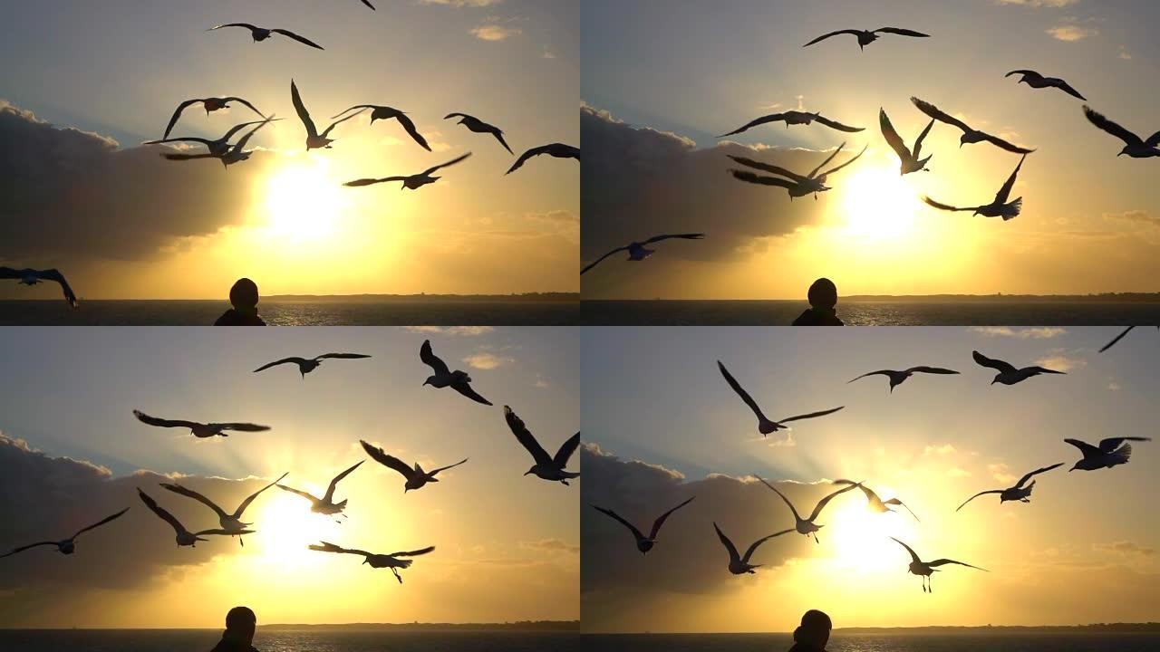 慢动作特写: 一大群美丽的海鸥在令人惊叹的日落时飞行
