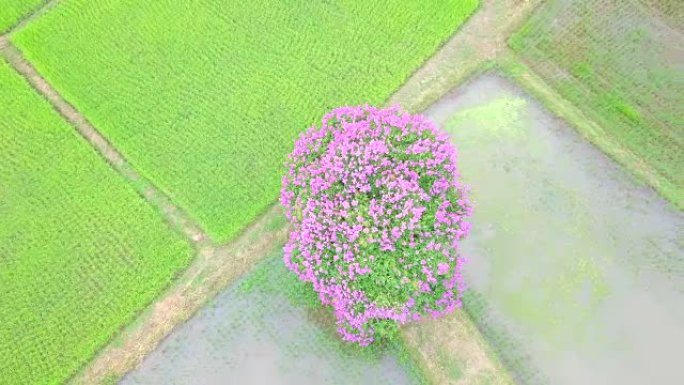 泰国南邦稻田中间的粉红色开花树