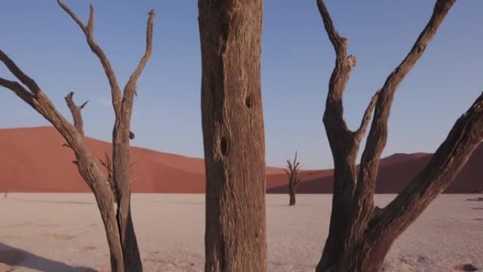纳米布-瑙克鲁夫特国家公园内死去的vlei枯树的4k移动镜头
