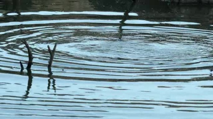河马在湖中浮出水面
