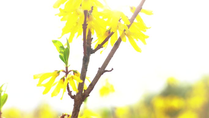 迎春花 春分 春天 春的味道 绿芽 黄花