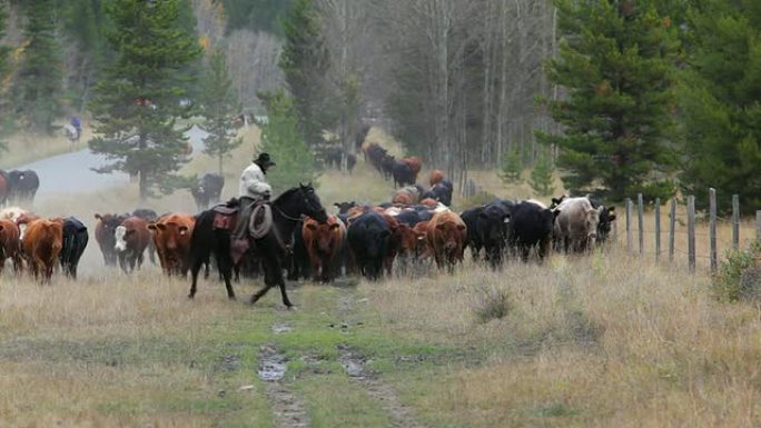 牛仔带头赶牛