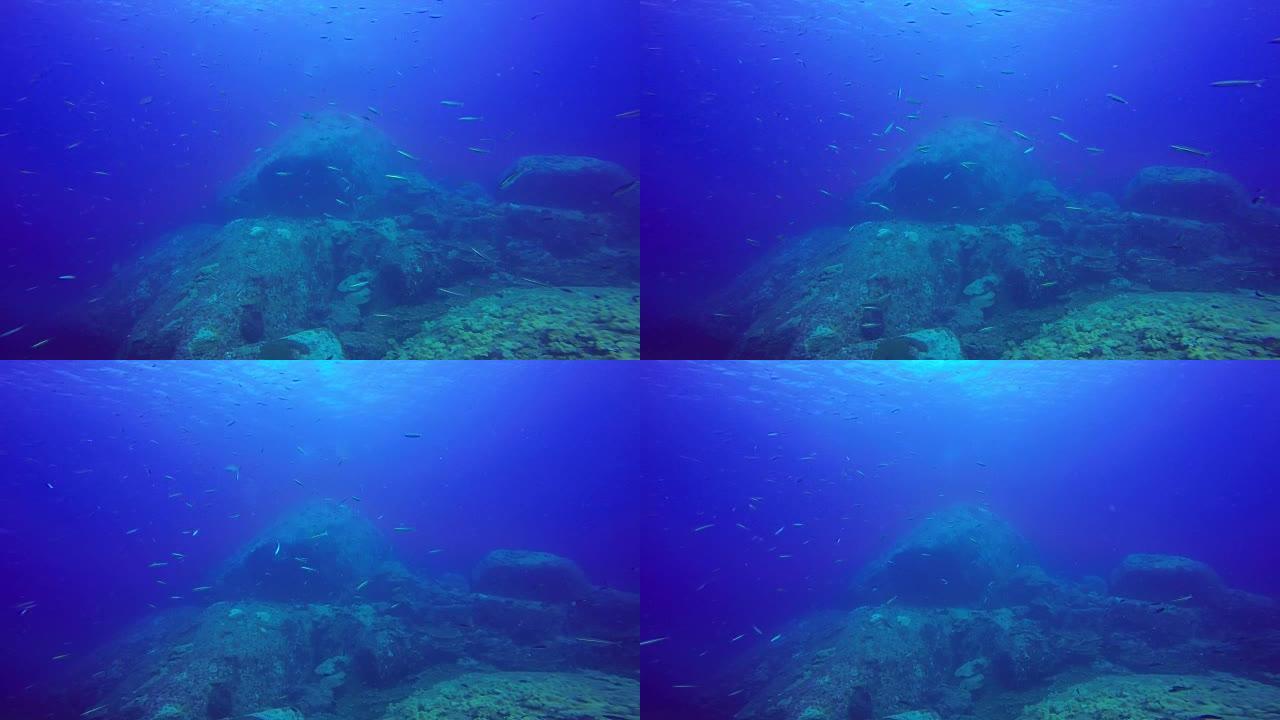 热带珊瑚礁的巨型鱼群，在红海拍摄，苏丹水下拍摄。
