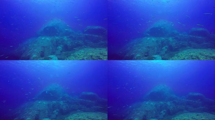 热带珊瑚礁的巨型鱼群，在红海拍摄，苏丹水下拍摄。