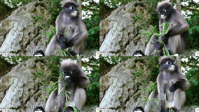 乌叶猴生态环境自然保护区物种多样性