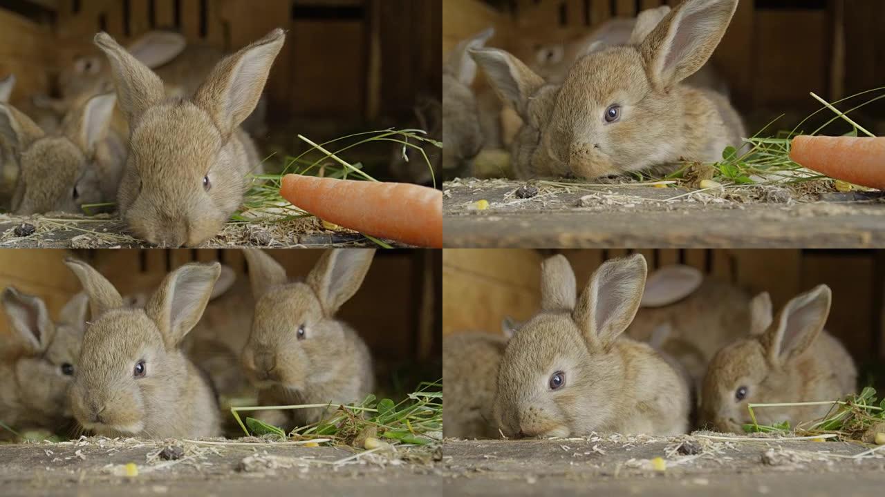 特写: 好奇的蓬松的小棕色兔子四处窥探，闻到食物的味道