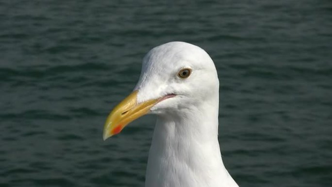 高清：海鸥对着镜头讲话