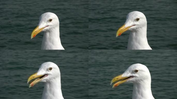 高清：海鸥对着镜头讲话