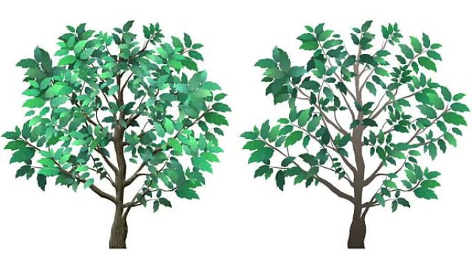 孤立生长的树动画大树生长万物生长开枝散叶