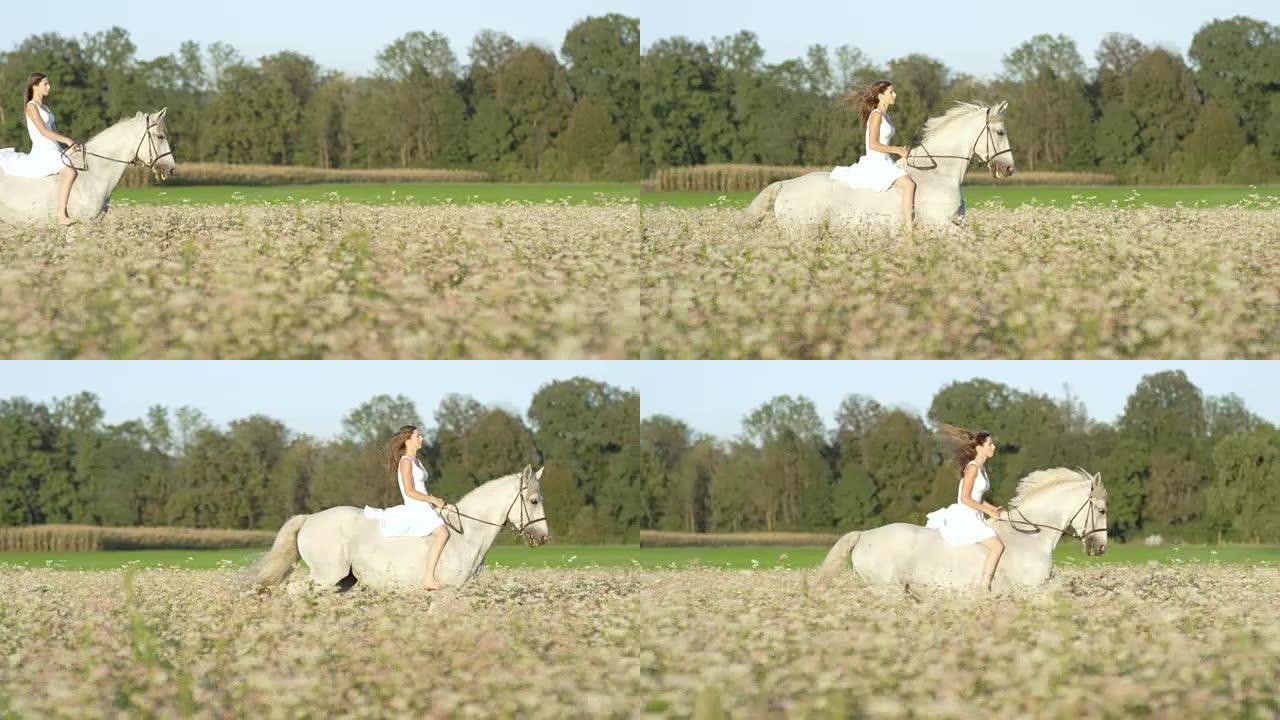 慢镜头:天真的年轻女子骑着白马在粉红色的盛开的田野里