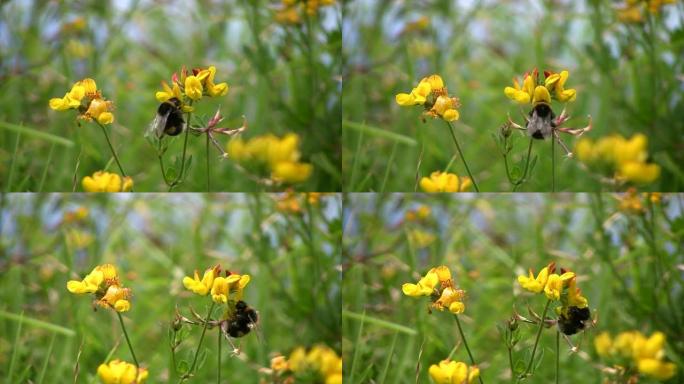 （HD1080i）花上的大黄蜂