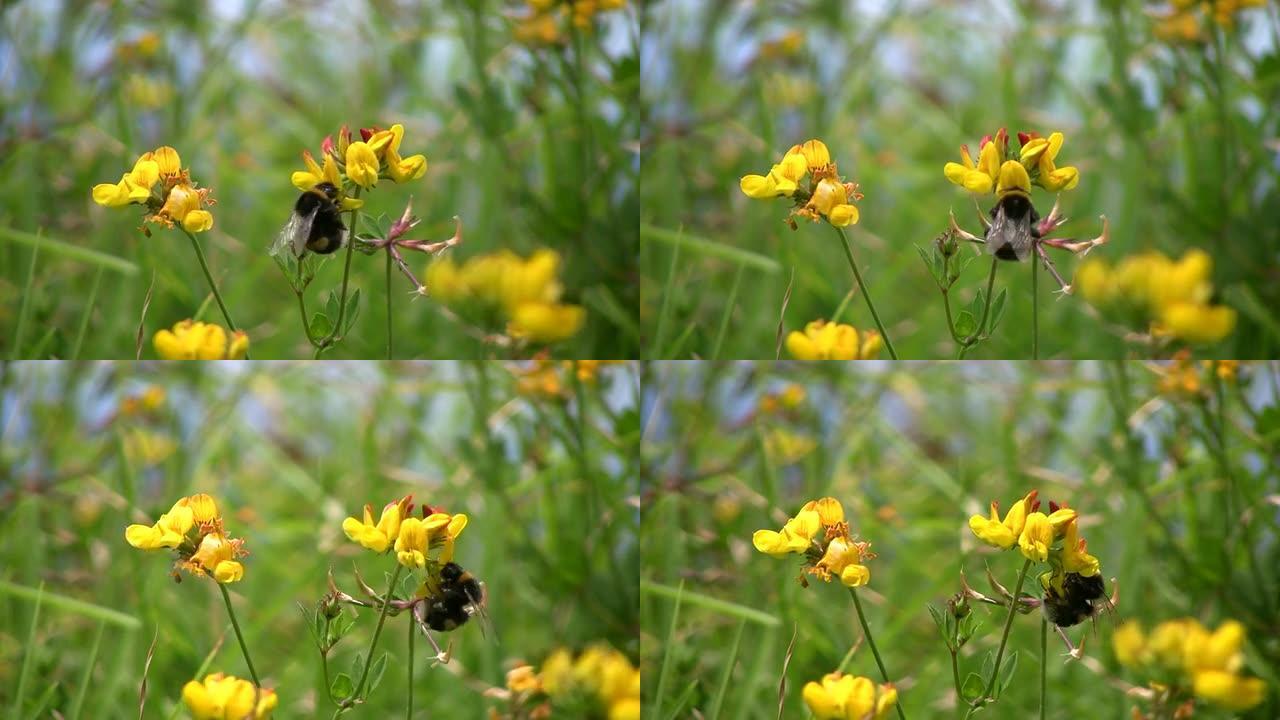 （HD1080i）花上的大黄蜂