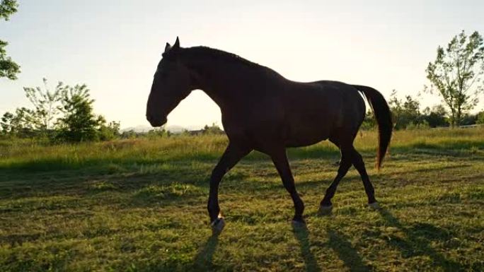 特写: 大黑褐色马在草地上放牧和奔跑