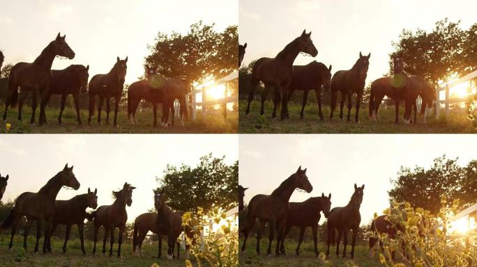 慢动作: 一群美丽的马在牧场的牧场上排成一排
