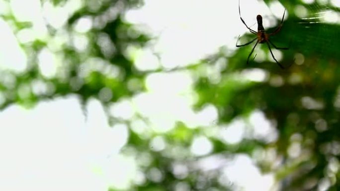 蜘蛛昆虫结网的蜘蛛捕食