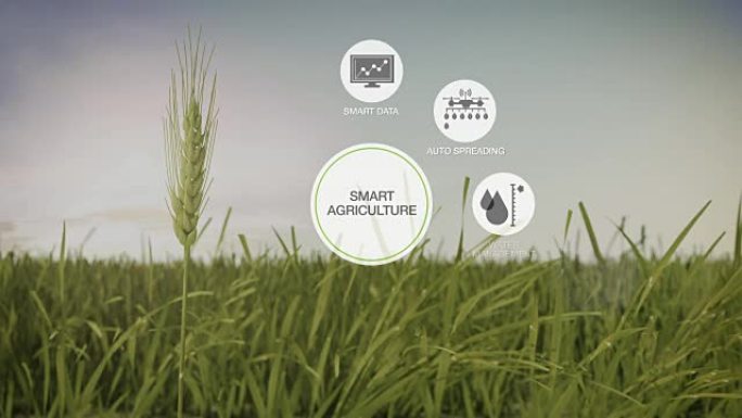 智能农业，大麦绿地上的圆形信息图形图标，物联网。第四次工业革命。4k。