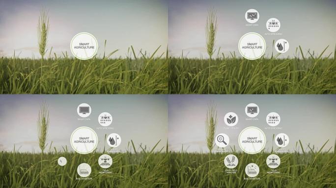 智能农业，大麦绿地上的圆形信息图形图标，物联网。第四次工业革命。4k。