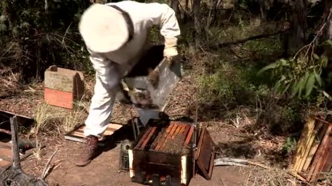 养蜂人开放蜂箱或养蜂场，南非