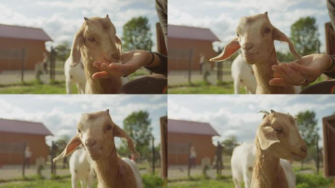 特写: 微笑的爱心女孩向可爱的小山羊喂苹果