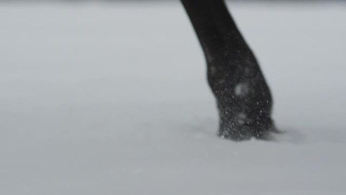 特写: 冬季马腿在新鲜的软雪中行走的细节