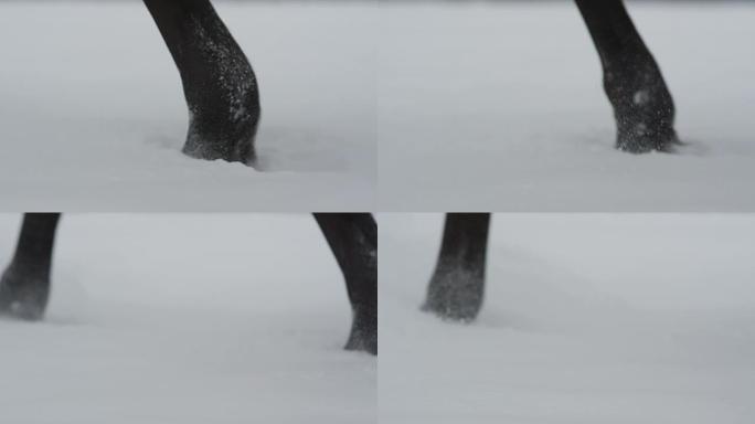 特写: 冬季马腿在新鲜的软雪中行走的细节