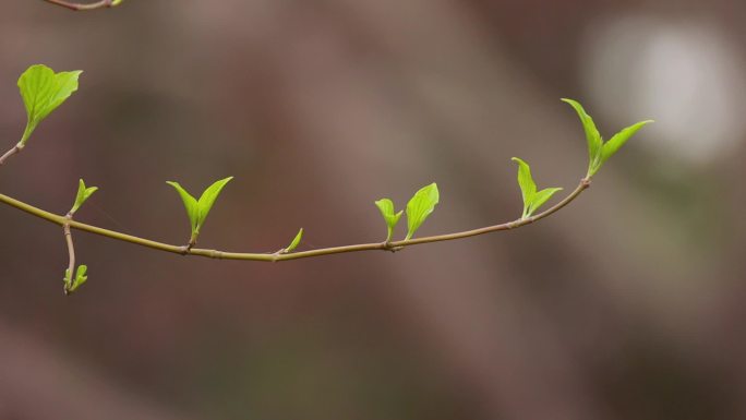 春天树木发芽 升格02