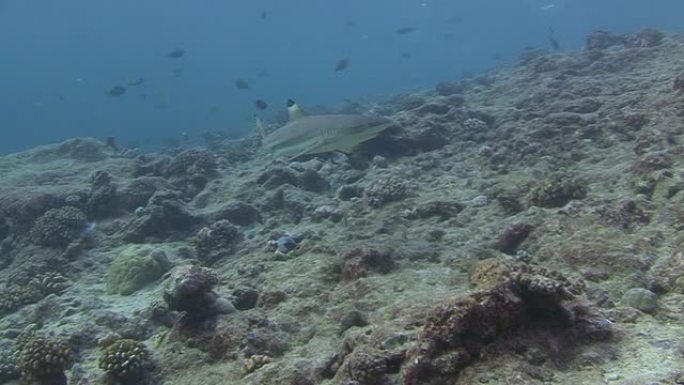 黑鳍礁鲨热带鱼群海洋大海野生动物